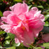 Camellia sasanqua ‘Jennifer Susan’ – Semi - Double Soft Pink Evergreen Bloom - Oldboy&