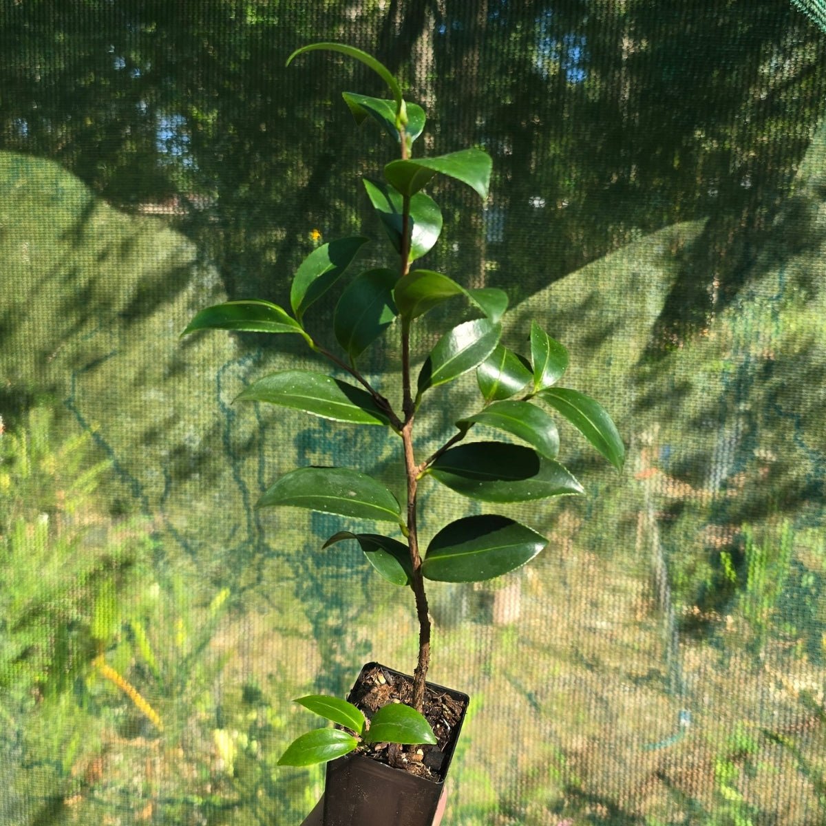 Camellia sasanqua ‘Lucinda&