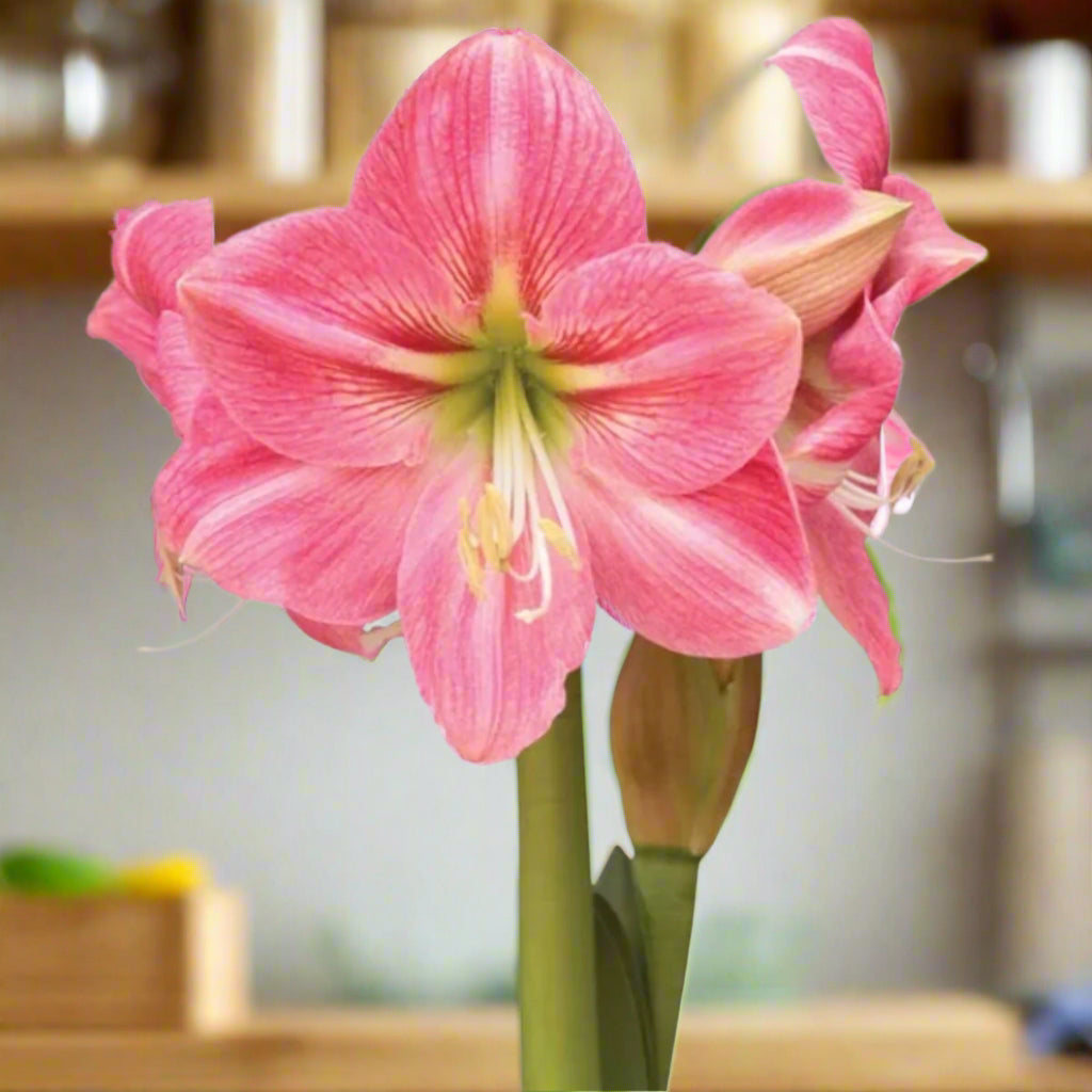 Candy Floss - Hippeastrums | Amaryllis - Pre - order - Oldboy&