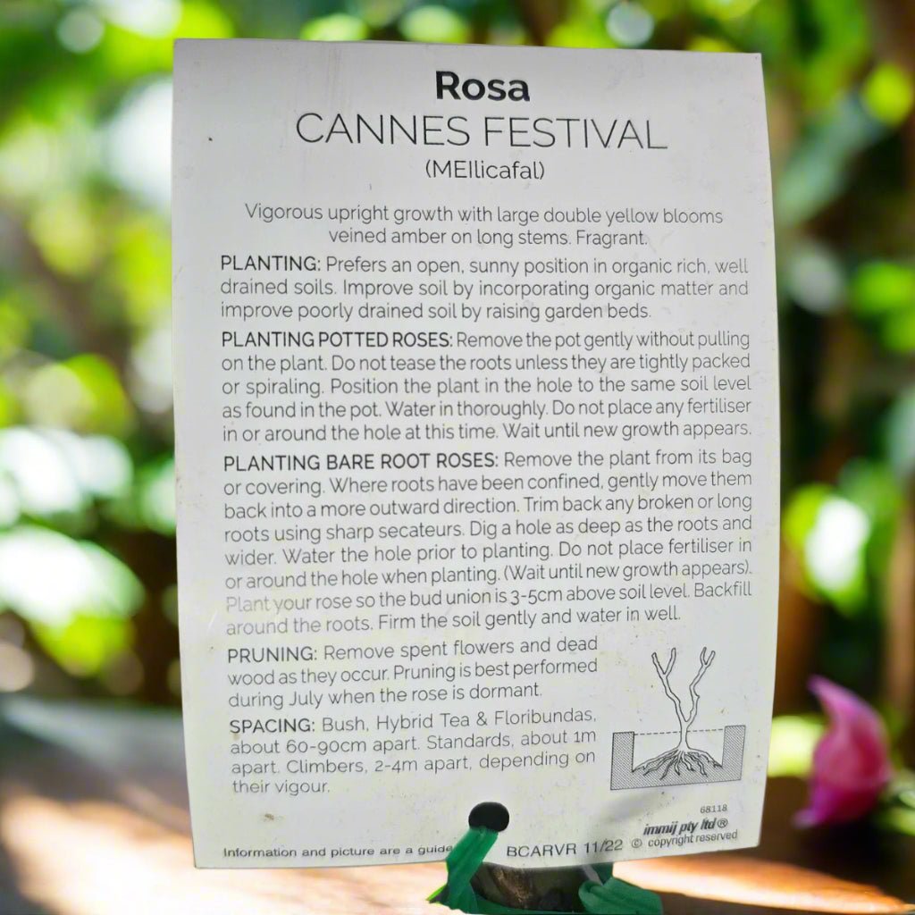 Cannes Festival – General – Hybrid Tea Rose - Oldboy&