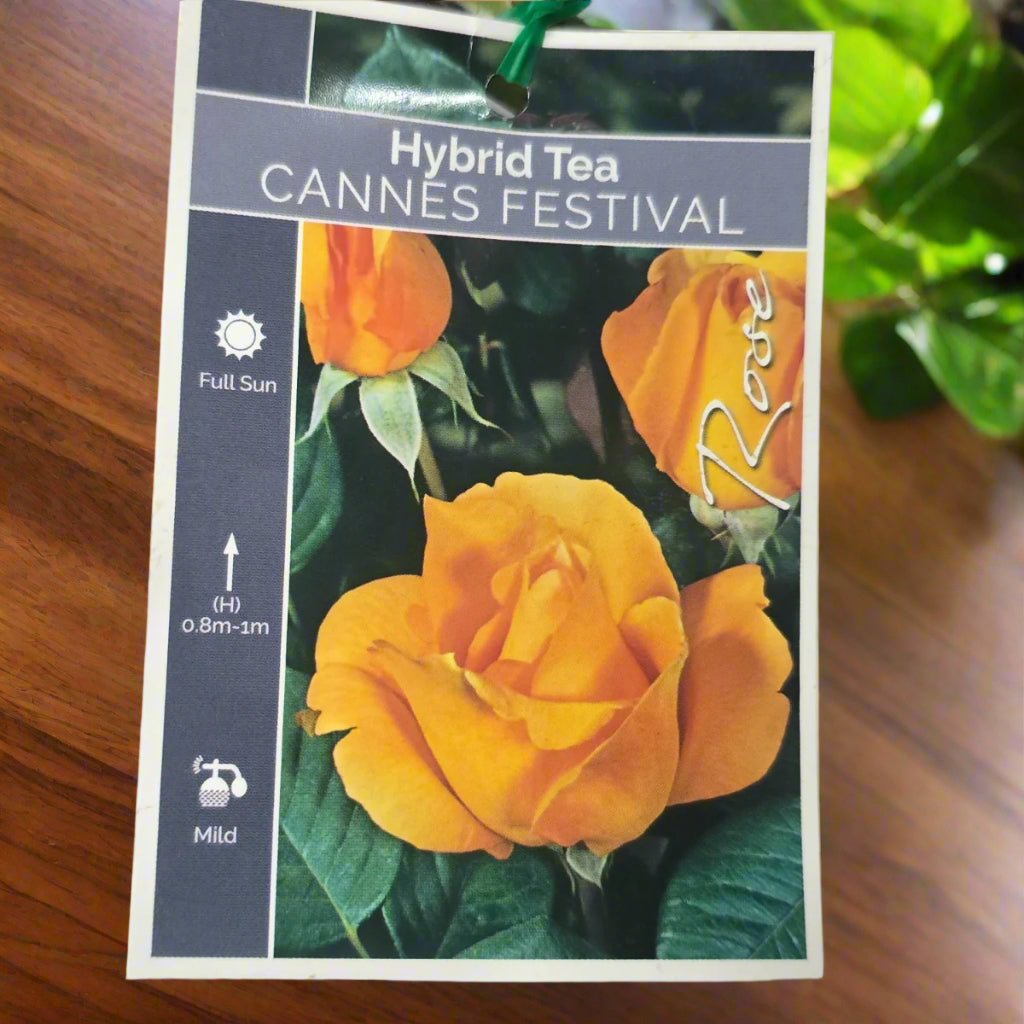 Cannes Festival – General – Hybrid Tea Rose - Oldboy&