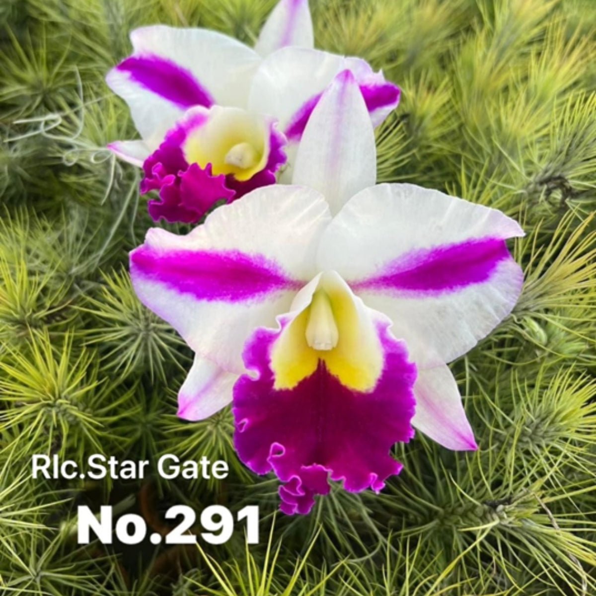 Cattleya Orchid Mericlone – Orchidaceae – Cattleya spp. - Oldboy&