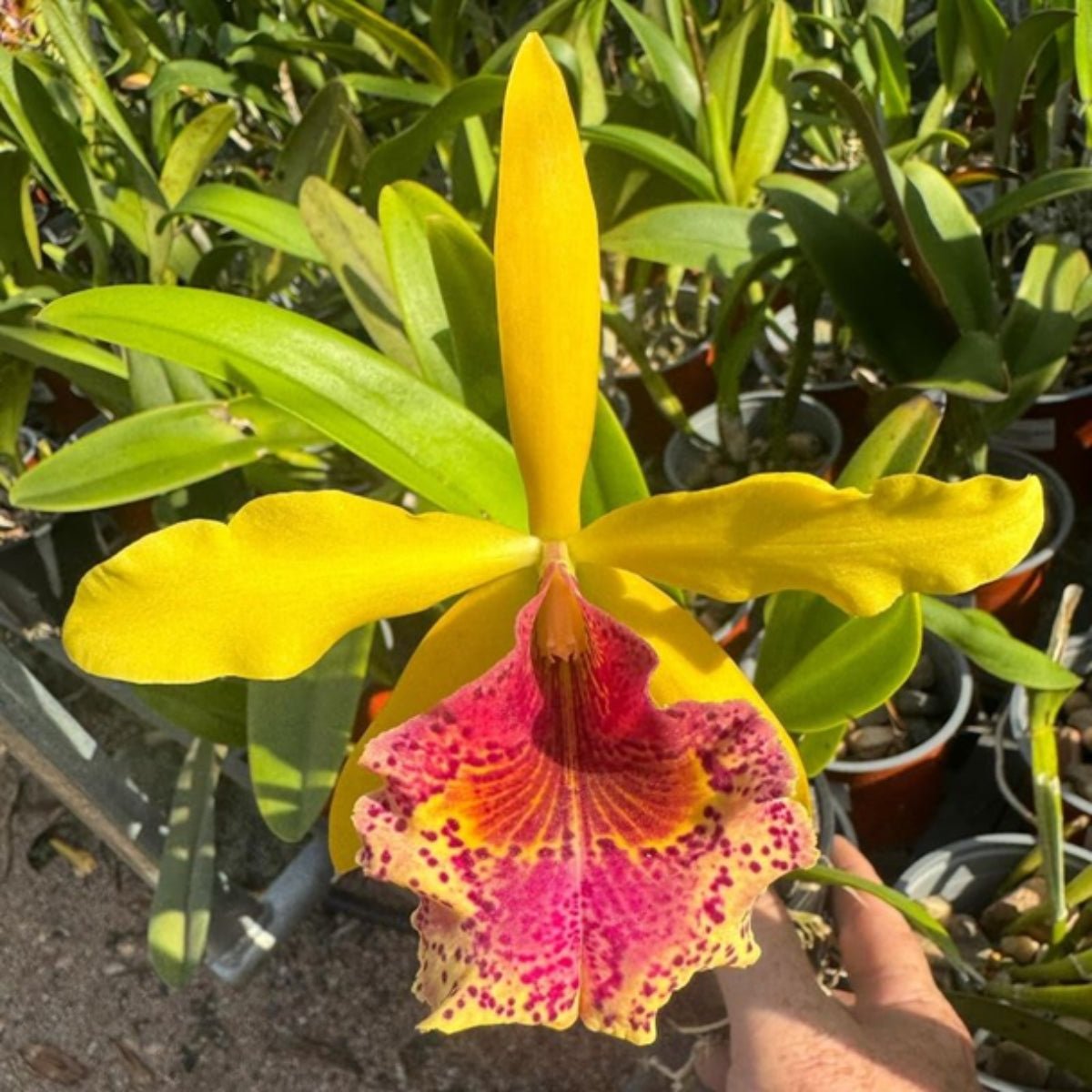 Cattleya Orchid Mericlone – Orchidaceae – Cattleya spp. - Oldboy&