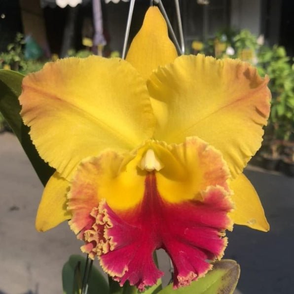 Cattleya Orchid – Orchidaceae – Cattleya spp. - 50mm & 100mm Potted Mericlone - Oldboy&