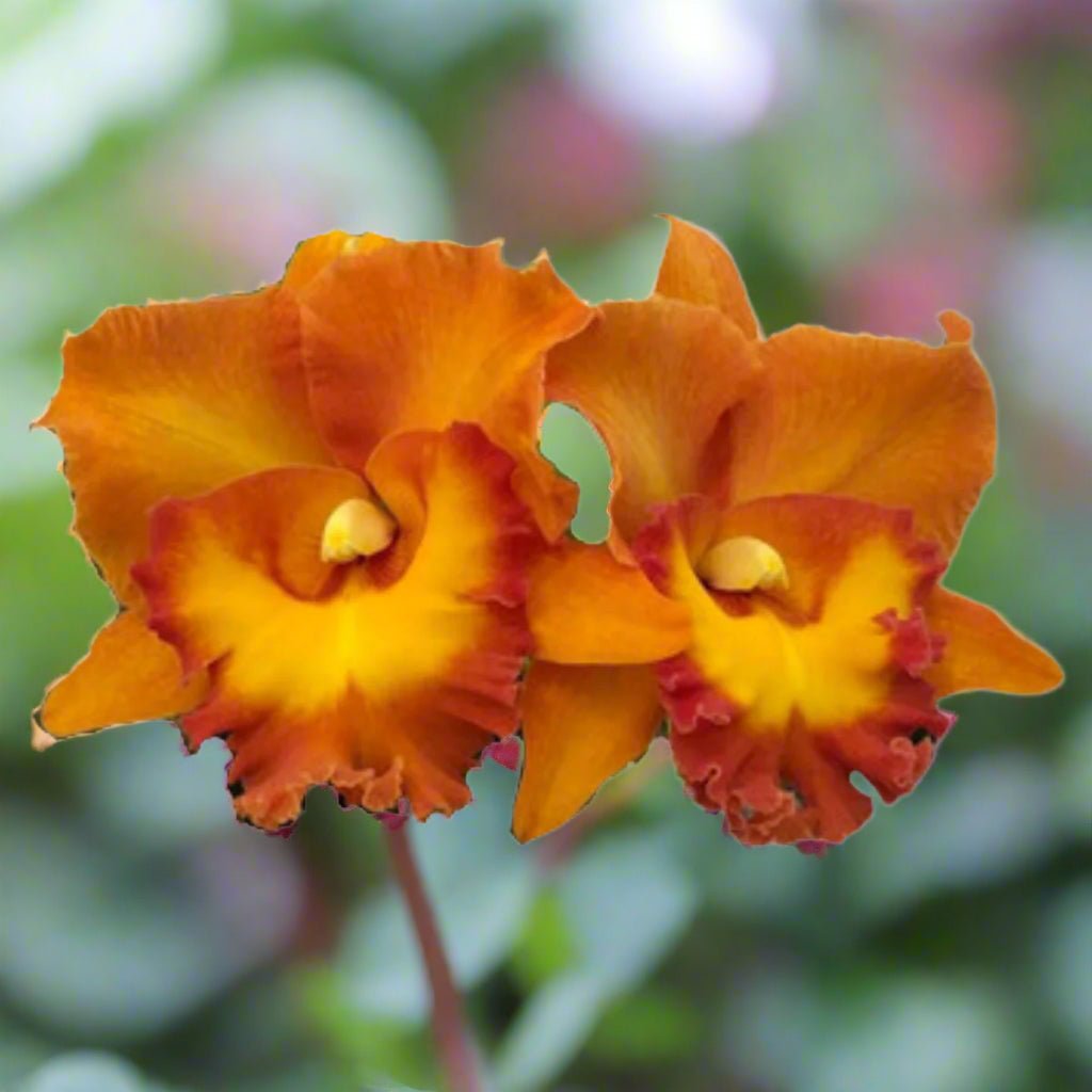 Cattleya Orchid – Orchidaceae – Cattleya spp. - 50mm & 100mm Potted Mericlone - Oldboy&
