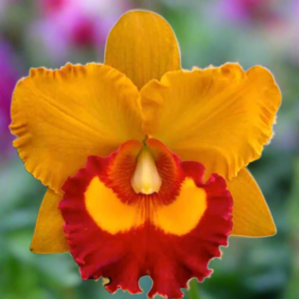 Cattleya Orchid – Orchidaceae – Cattleya spp. - 50mm & 100mm Potted Mericlone - Oldboy&