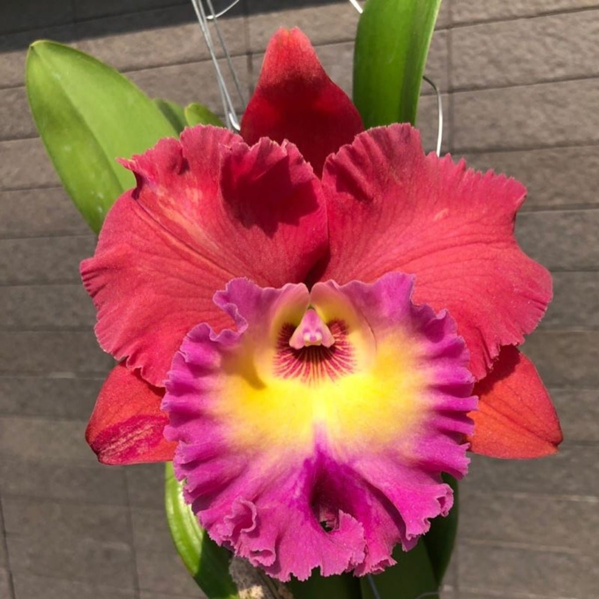 Cattleya Orchid – Orchidaceae – Cattleya spp. - 50mm & 100mm Potted Mericlone - Oldboy&