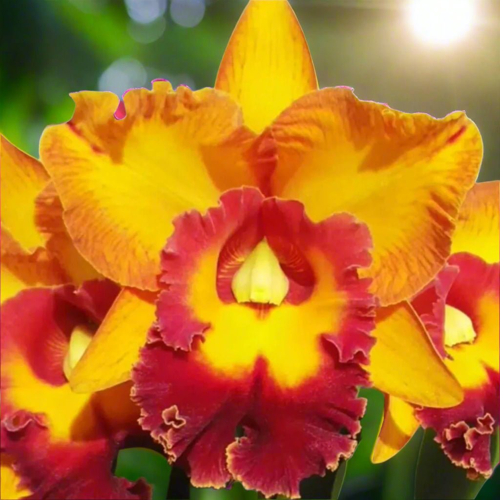 Cattleya Orchid – Orchidaceae – Cattleya spp. - 50mm & 100mm Potted Mericlone - Oldboy&