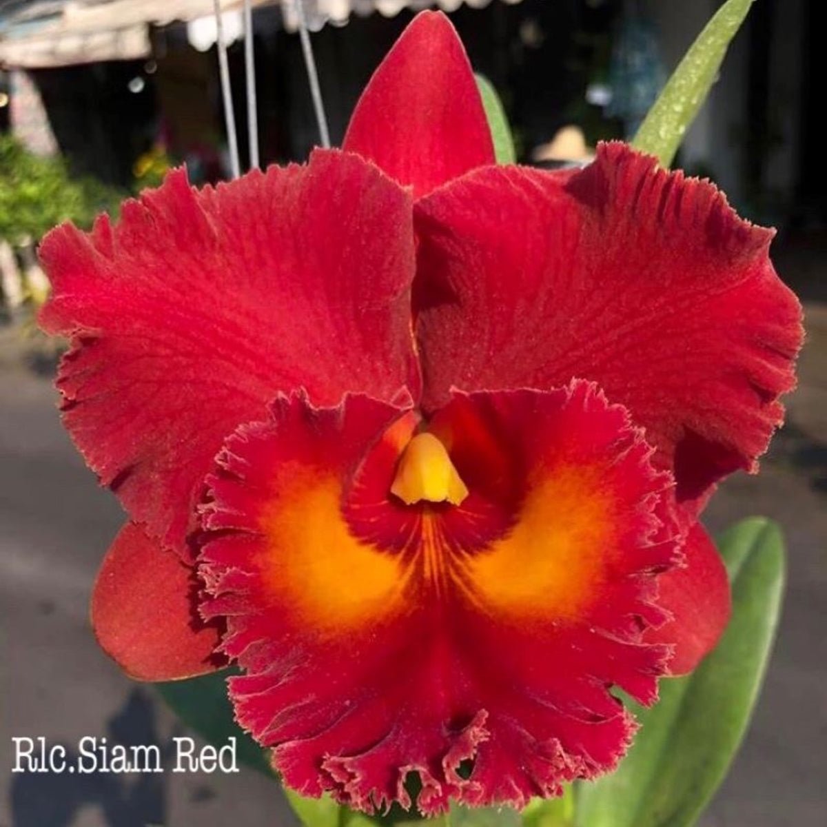 Cattleya Orchid – Orchidaceae – Cattleya spp. - 50mm & 100mm Potted Mericlone - Oldboy&