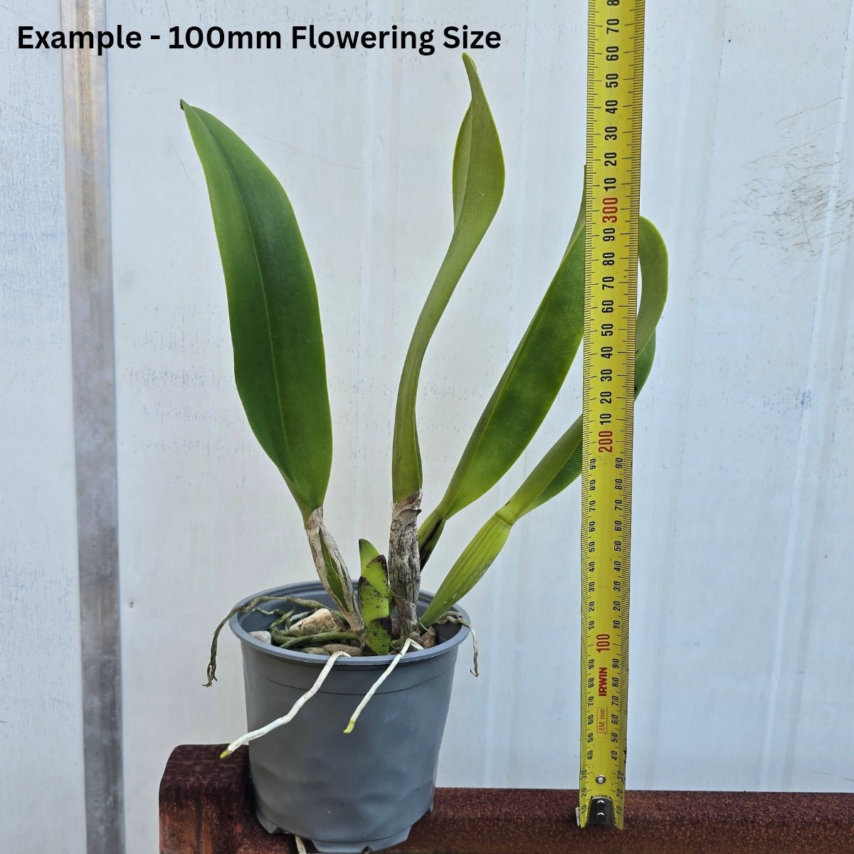 Cattleya Orchid – Orchidaceae – Cattleya spp. - 50mm & 100mm Potted Mericlone - Oldboy&