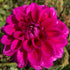 Chad Dahlia Dry Bulb — Showy Magenta Ball Flowering Delight - Oldboy&