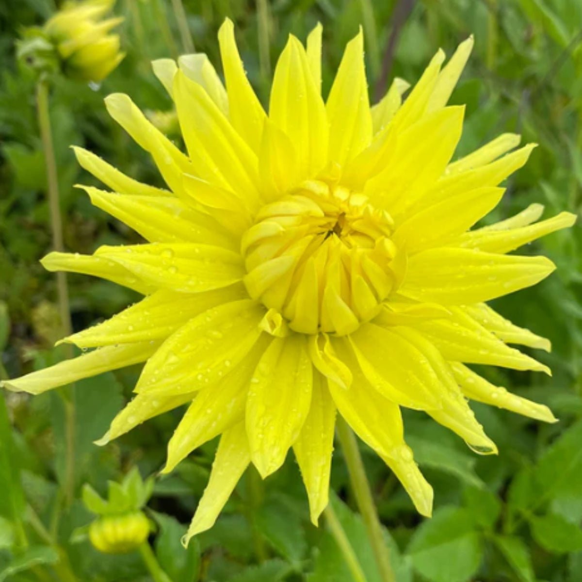 Cheverny Dahlia Dry Bulb โ Large Sulphur Yellow Cactus - Style Blooms ๐ - Oldboy&