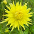 Cheverny Dahlia Dry Bulb โ Large Sulphur Yellow Cactus - Style Blooms ๐ - Oldboy&