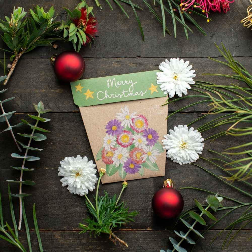Christmas Native Daisies Gift of Seeds – Festive Blooms That Last 🎁🌼 - Oldboy&