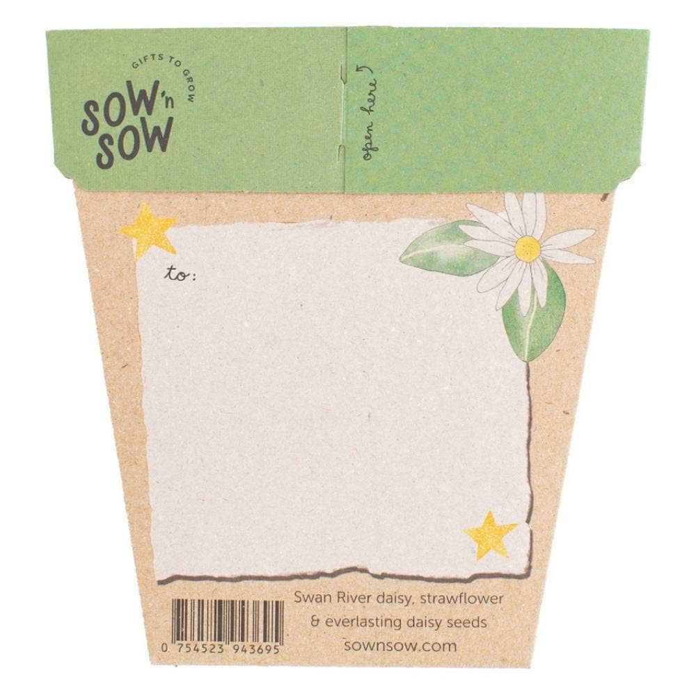 Christmas Native Daisies Gift of Seeds – Festive Blooms That Last 🎁🌼 - Oldboy&