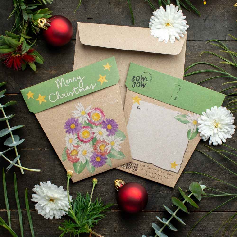 Christmas Native Daisies Gift of Seeds – Festive Blooms That Last 🎁🌼 - Oldboy&