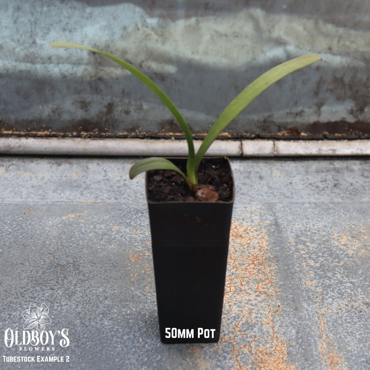 Clivias – Buy Online & Delivered Australia - Wide - Oldboy&