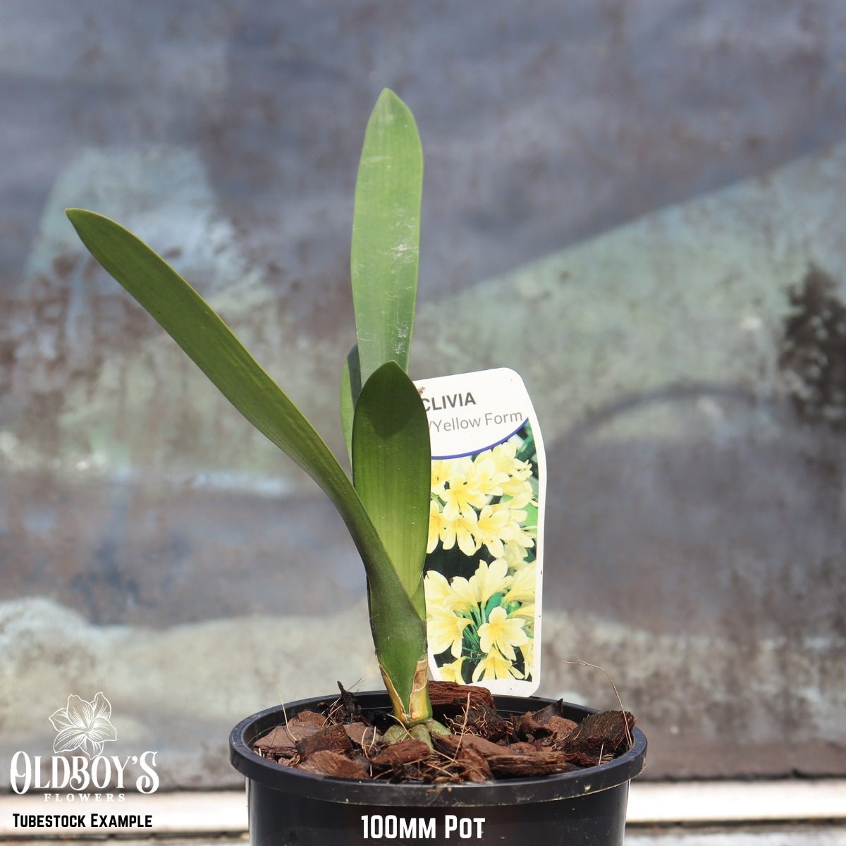 Clivias – Buy Online & Delivered Australia - Wide - Oldboy&