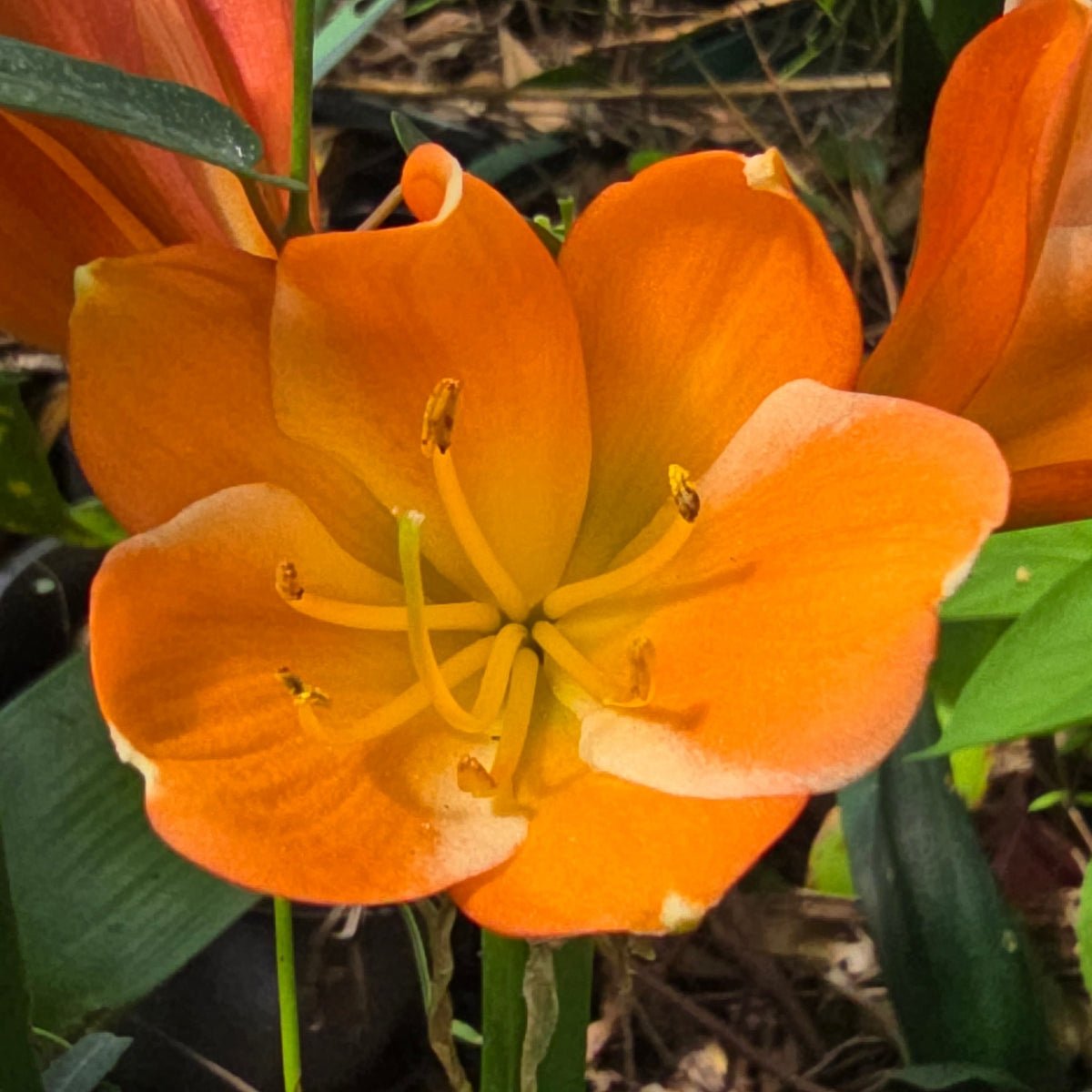 Clivias – Buy Online & Delivered Australia - Wide - Oldboy&