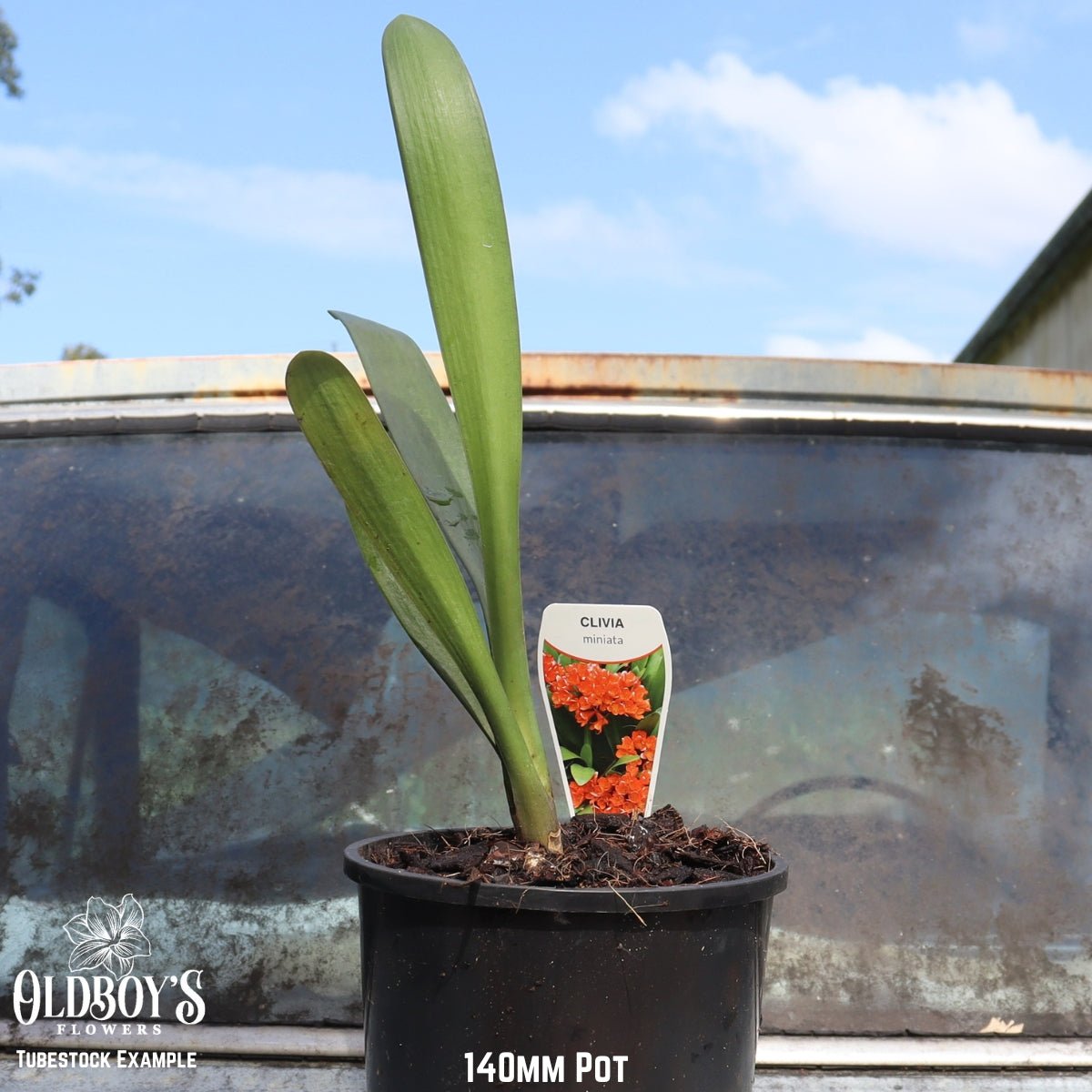 Clivias – Buy Online & Delivered Australia - Wide - Oldboy&