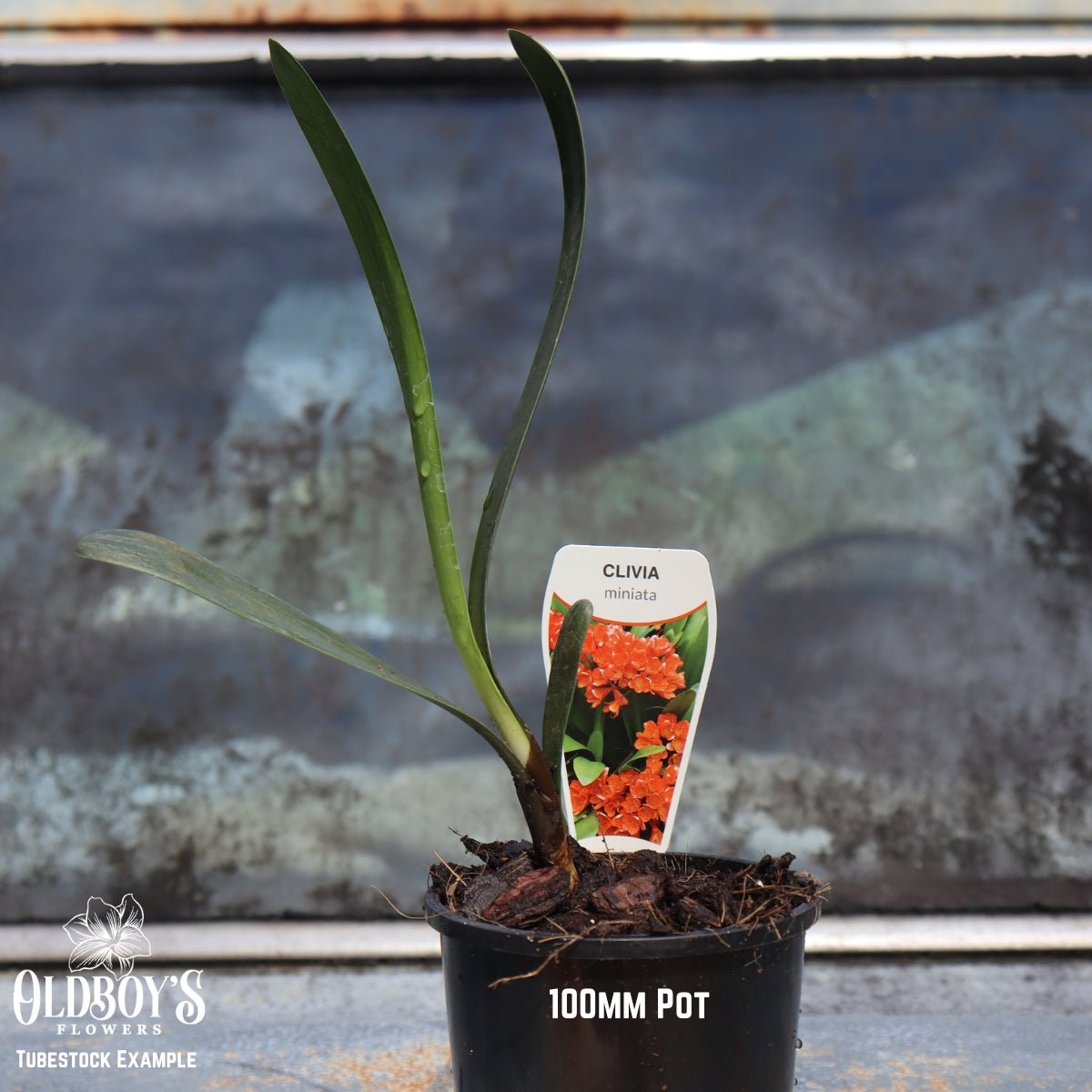 Clivias – Buy Online & Delivered Australia - Wide - Oldboy&