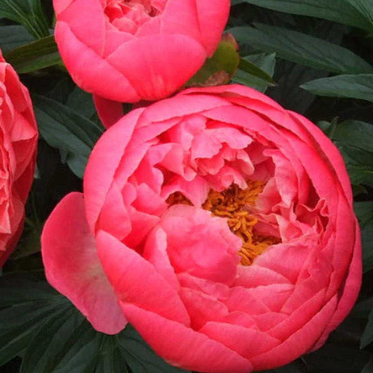 Coral Charm – Peony – Herbaceous - Paeonia lactiflora - Oldboy&