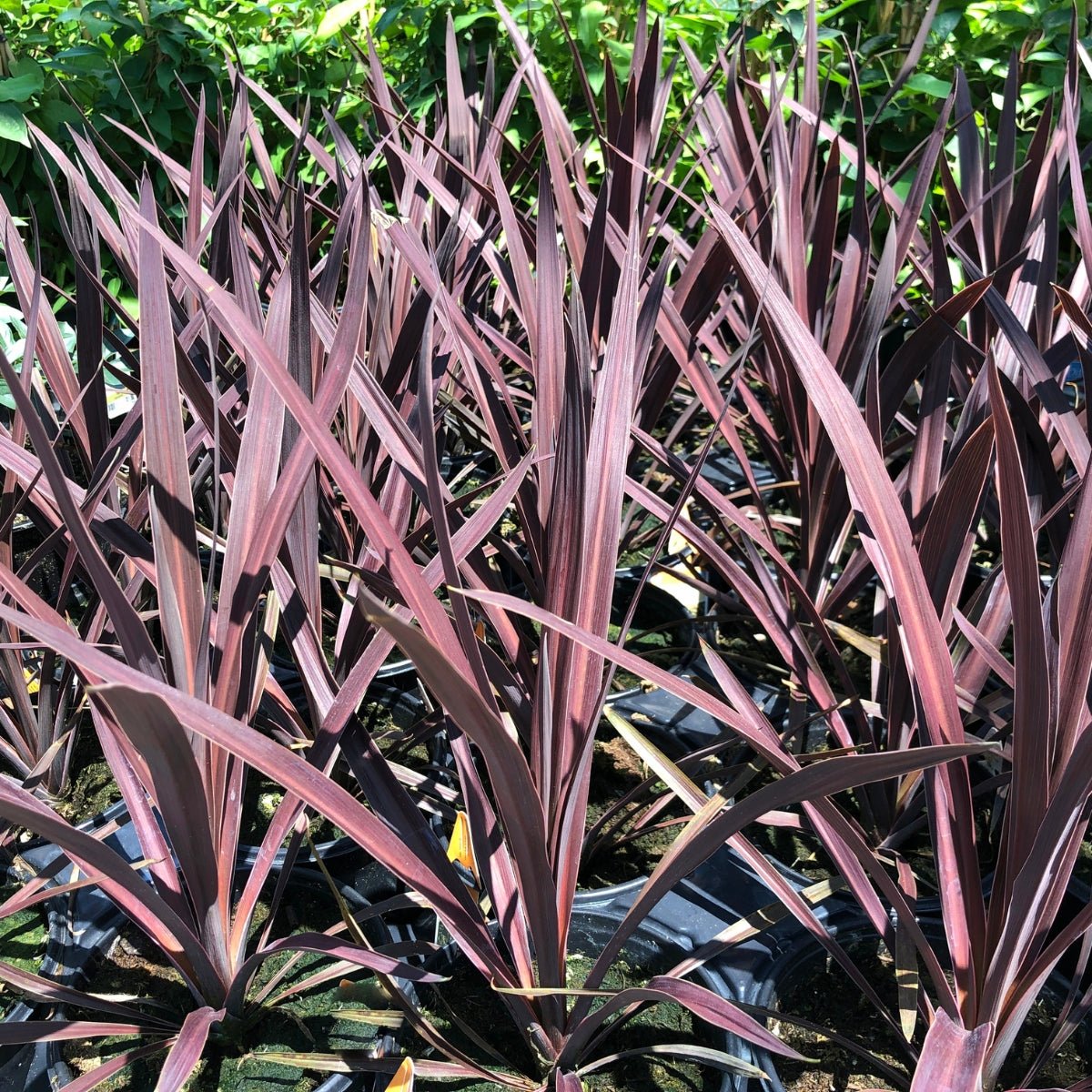 Cordyline australis &