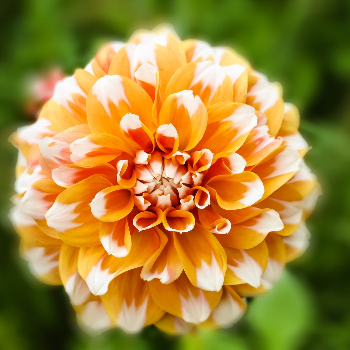 Dahlia ‘Cornflake’ | Apricot and White Decorative Dahlia Tuber