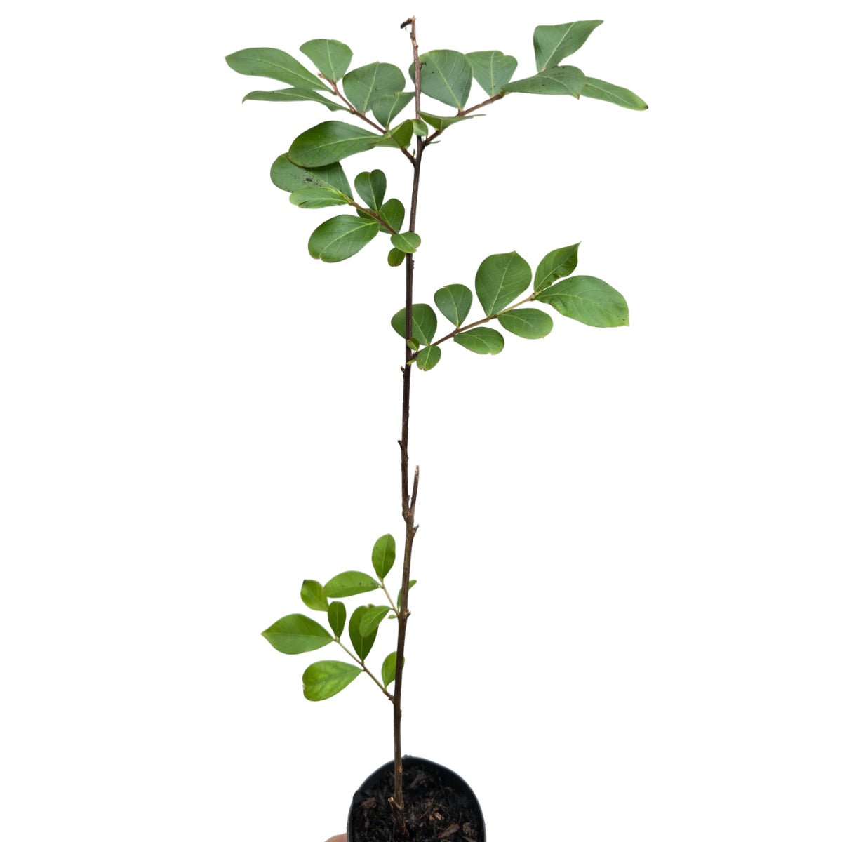Crepe Myrtle ‘Acoma’ (Lagerstroemia indica × fauriei) | White Flowering 50mm Tube - Oldboy&