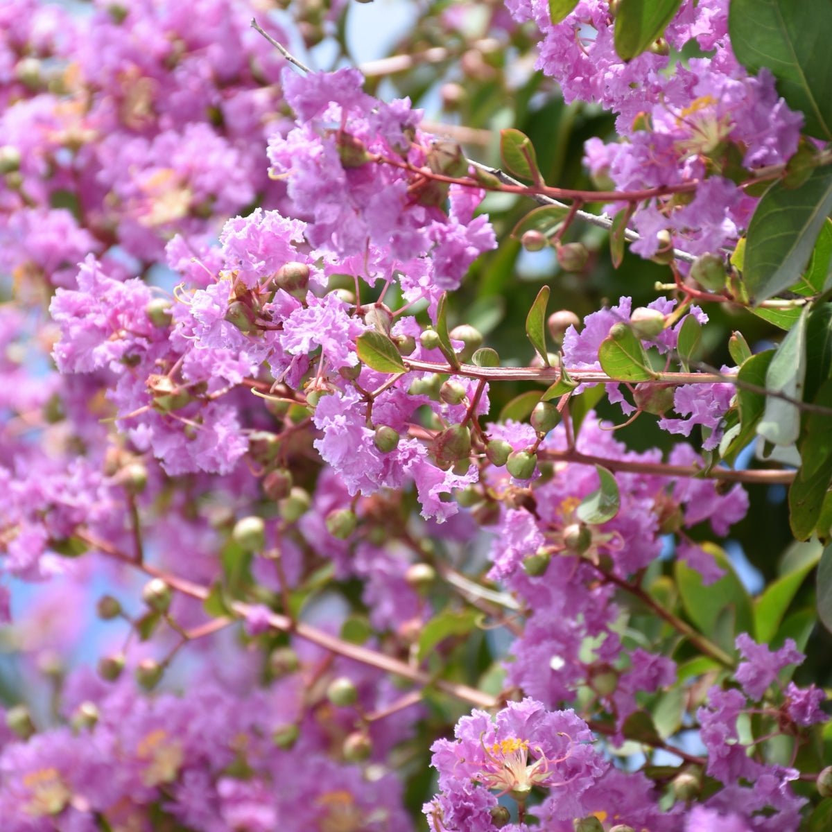 Crepe Myrtle ‘Lipan’ (Lagerstroemia indica × fauriei) | Lavender Flowering 50mm Tube - Oldboy&