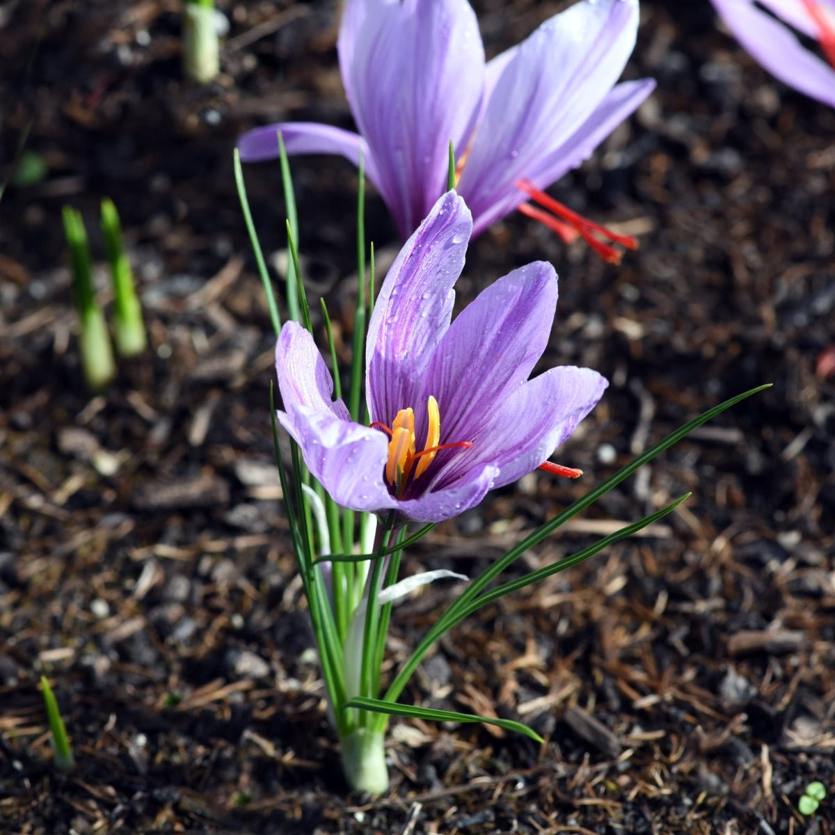Crocus sativus ‘Saffron’ – Saffron Crocus - Pre - Order - Oldboy&