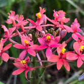 Crucifix Orchid | Epidendrums | Orchidaceae - Oldboy&