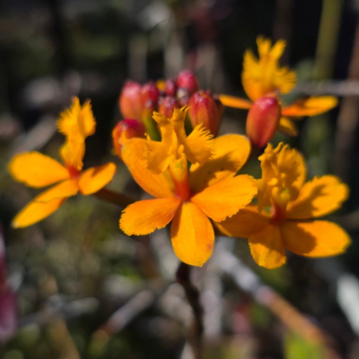 Crucifix Orchid | Epidendrums| sp | Orchidaceae - Oldboy&