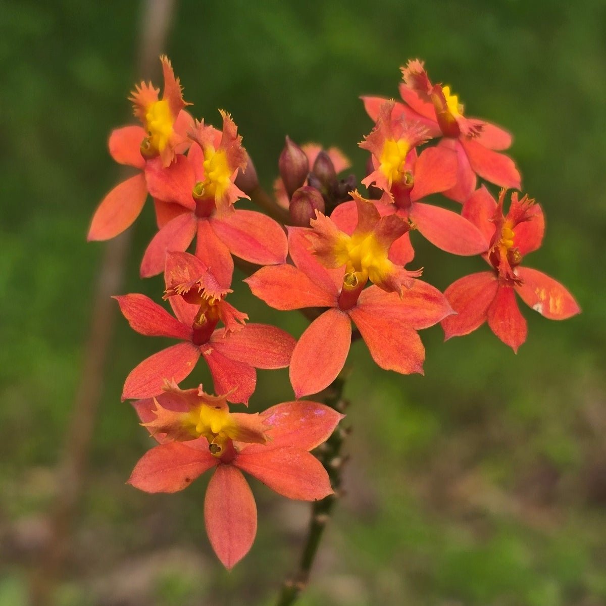 Crucifix Orchid | Epidendrums| sp | Orchidaceae - Oldboy&