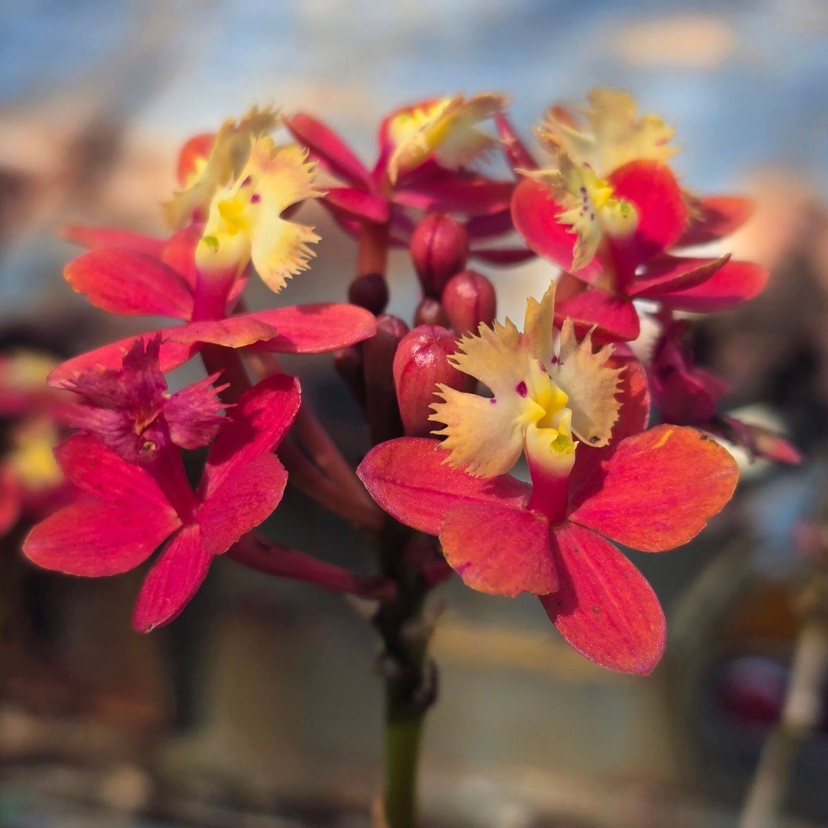 Crucifix Orchid | Epidendrums| sp | Orchidaceae - Oldboy&