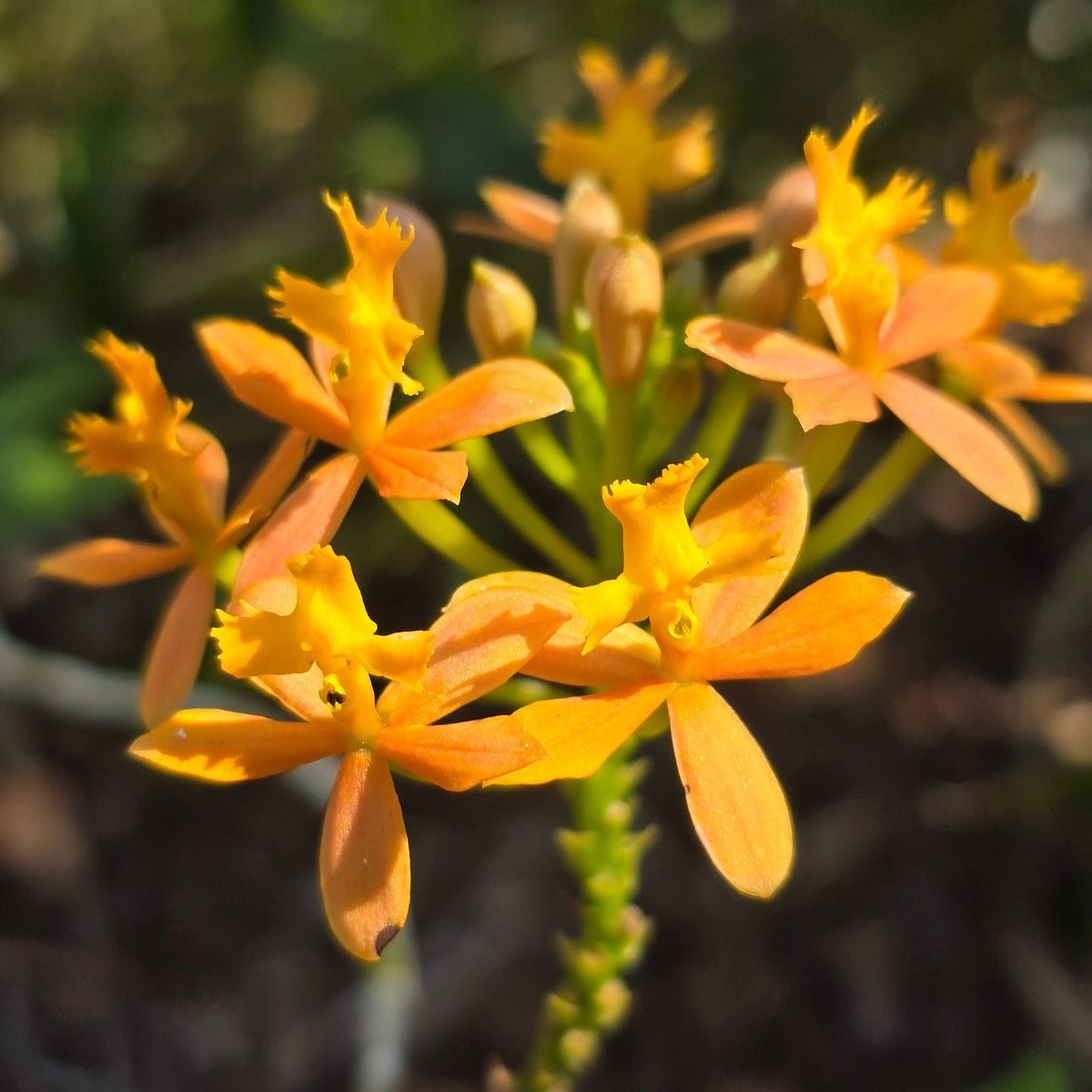Crucifix Orchid | Epidendrums| sp | Orchidaceae - Oldboy&