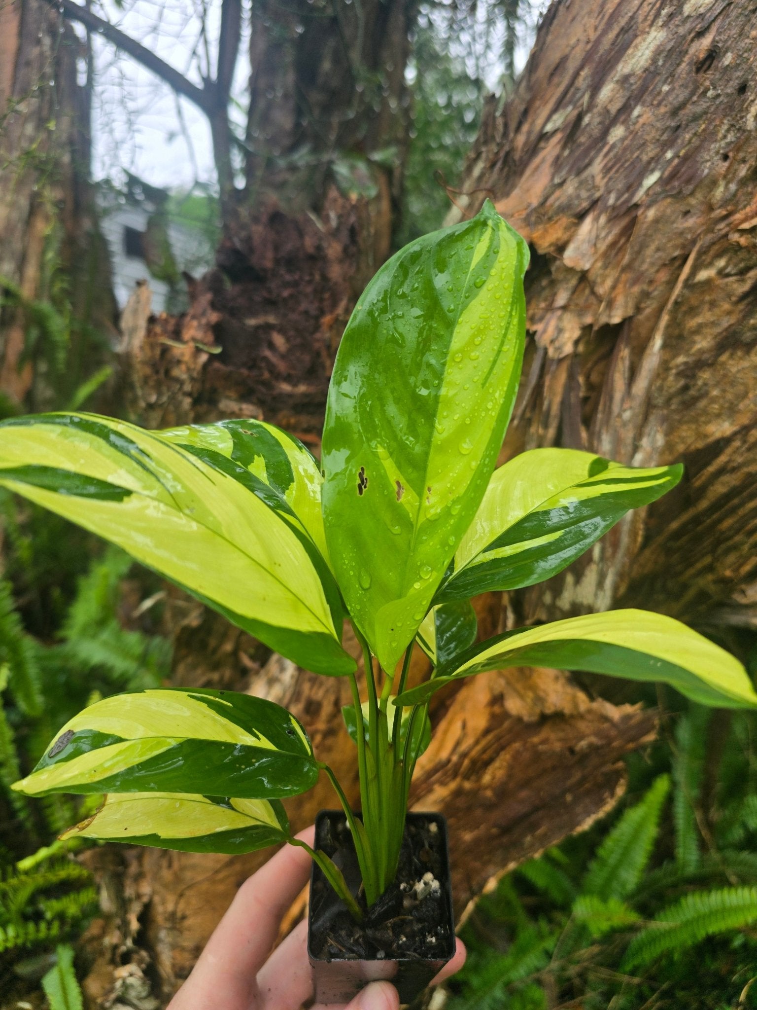 Ctenanthe | Lubbersiana | &