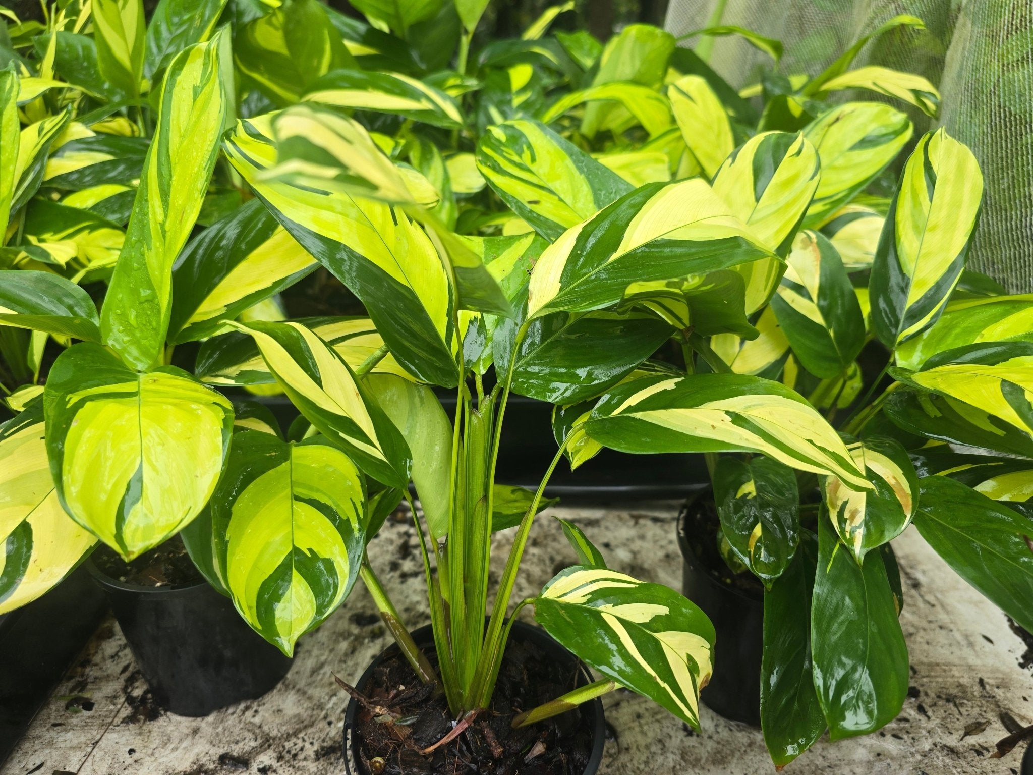 Ctenanthe | Lubbersiana | &
