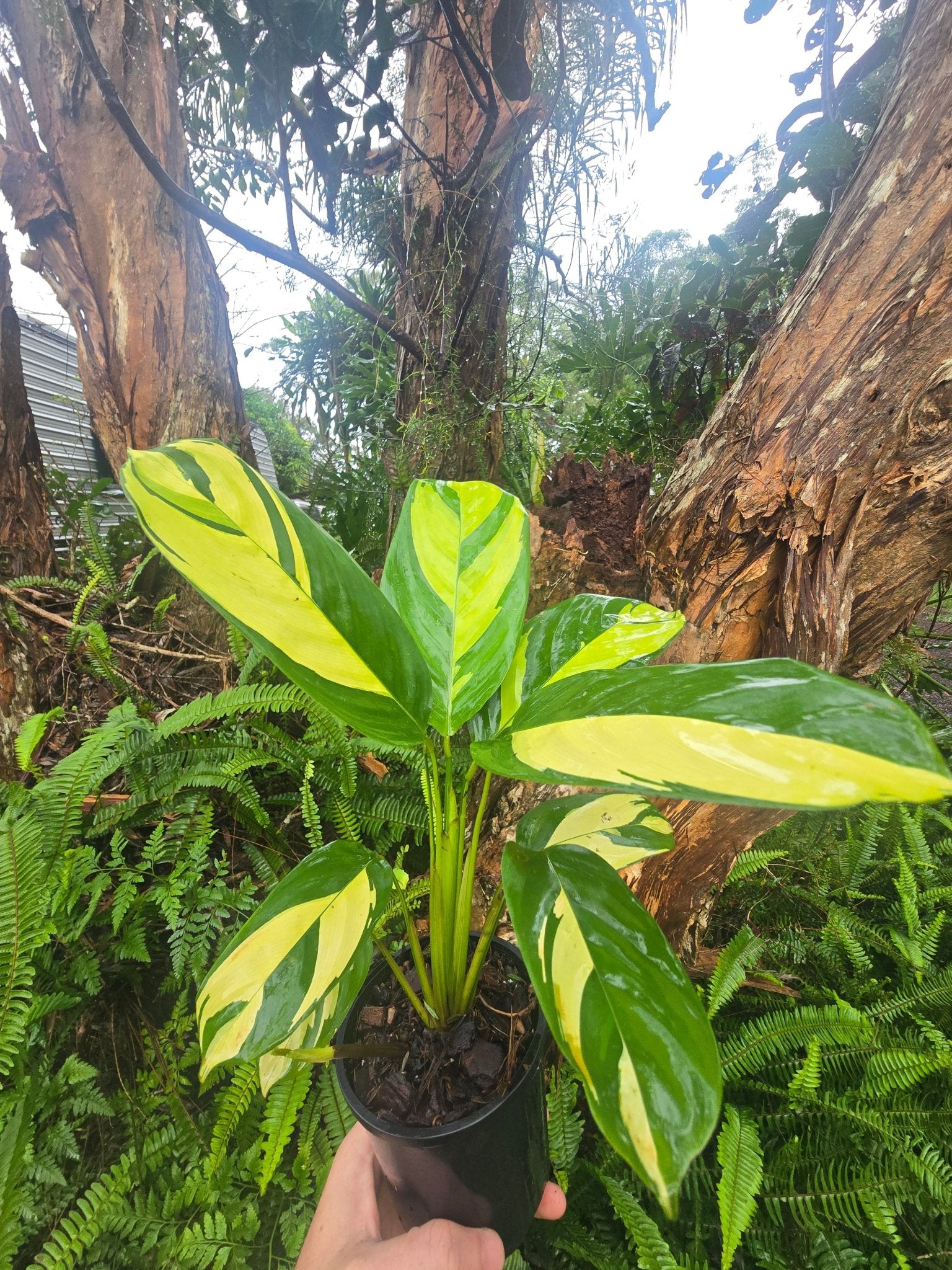 Ctenanthe | Lubbersiana | &