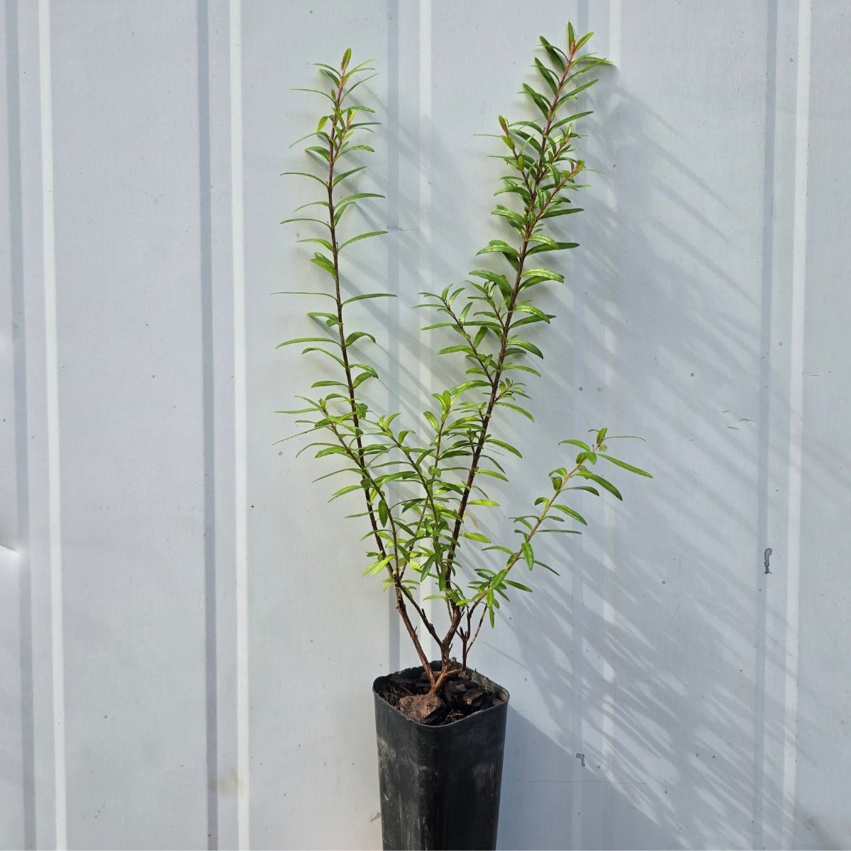 Cuphea White - hyssopifolia &