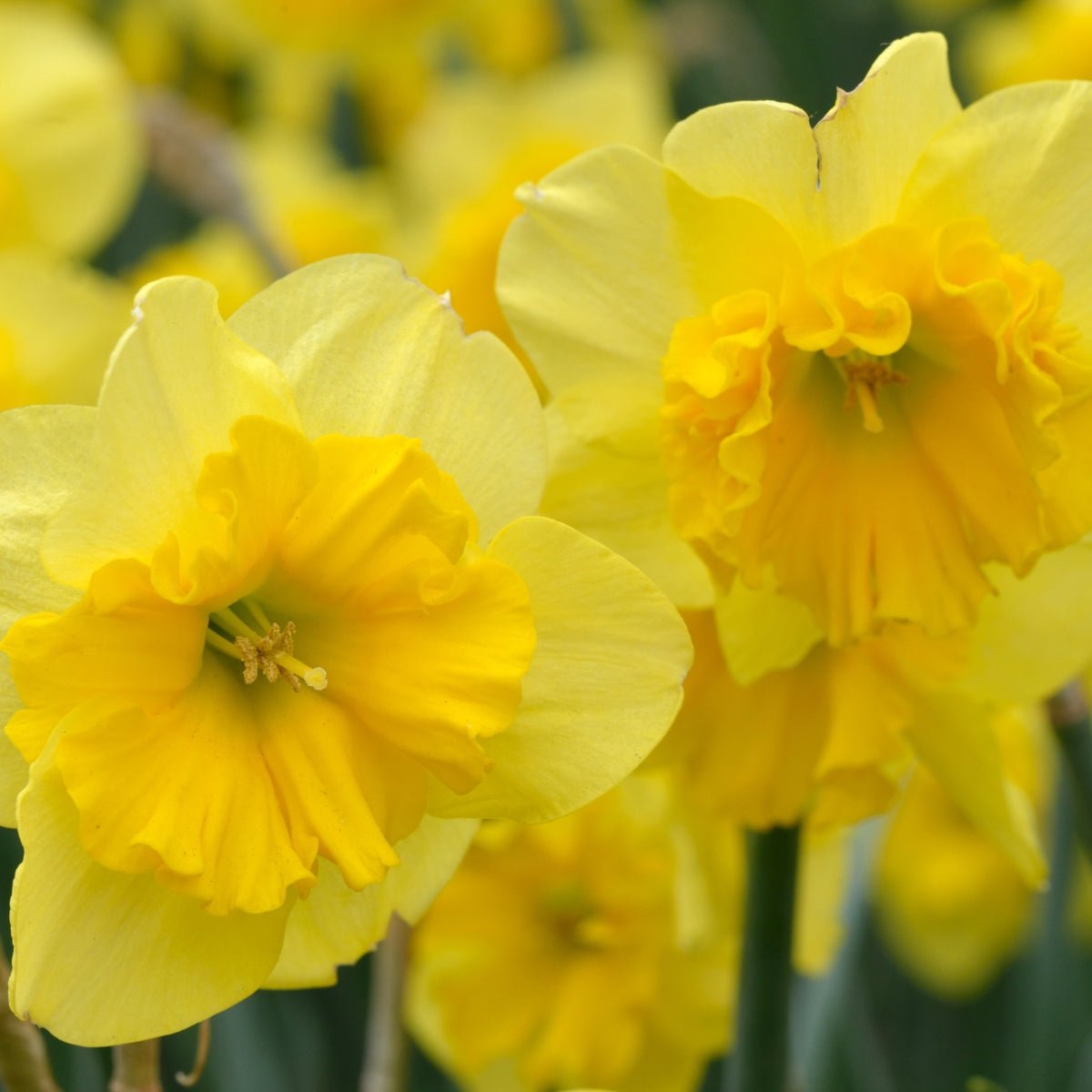 Pre-Order Curly Lace Daffodil – Unique Ruffled Blooms | Narcissus