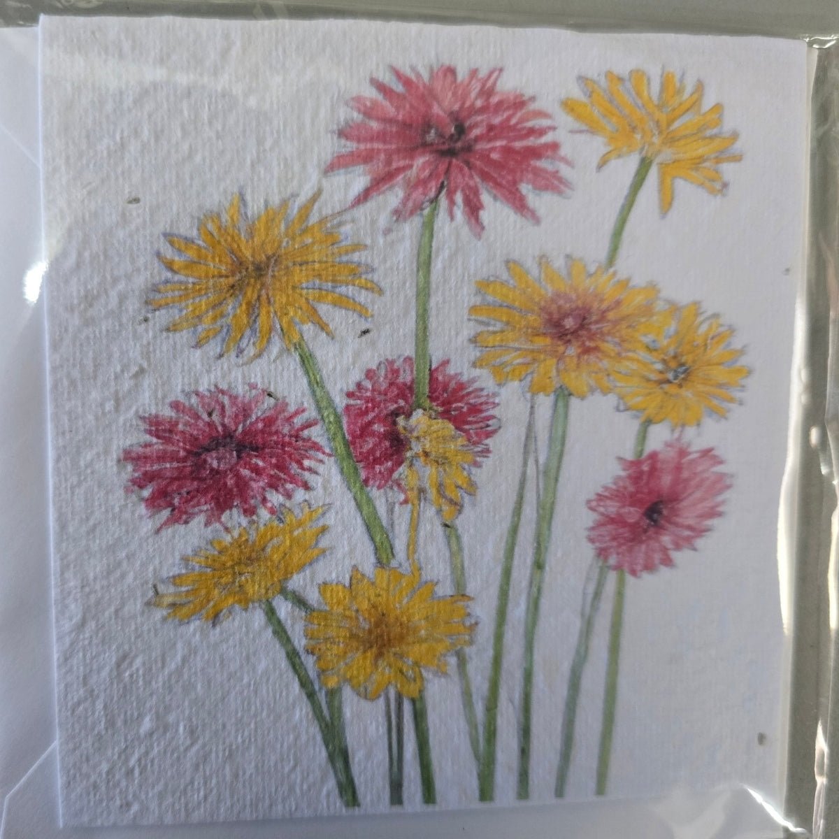 Custom Plantable Greeting Cards – With Swan River Daisy Seeds - Oldboy&