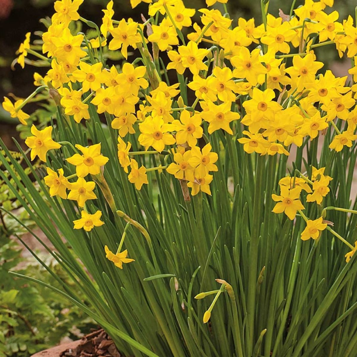 Daffodil Baby Boomer (Narcissus spp.) - Miniature Golden Blooms - Oldboy&