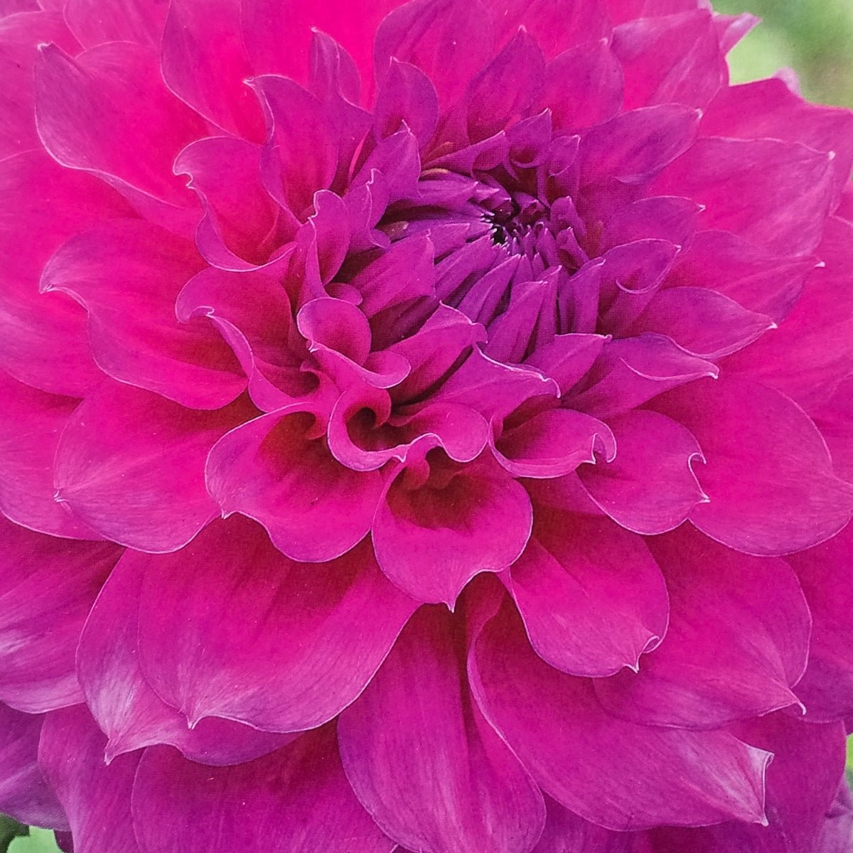 Dahlia ‘Blue Edge’ | Giant Purple Dinnerplate Dahlia Tuber - Oldboy&