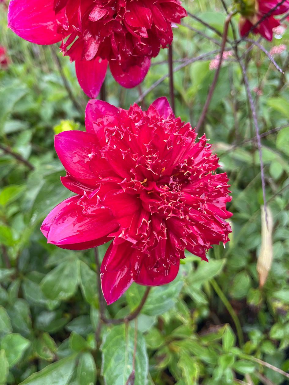 Dahlia ‘Christie Topnot’ – Bold Ruby - Red Anemone Blooms - Oldboy&