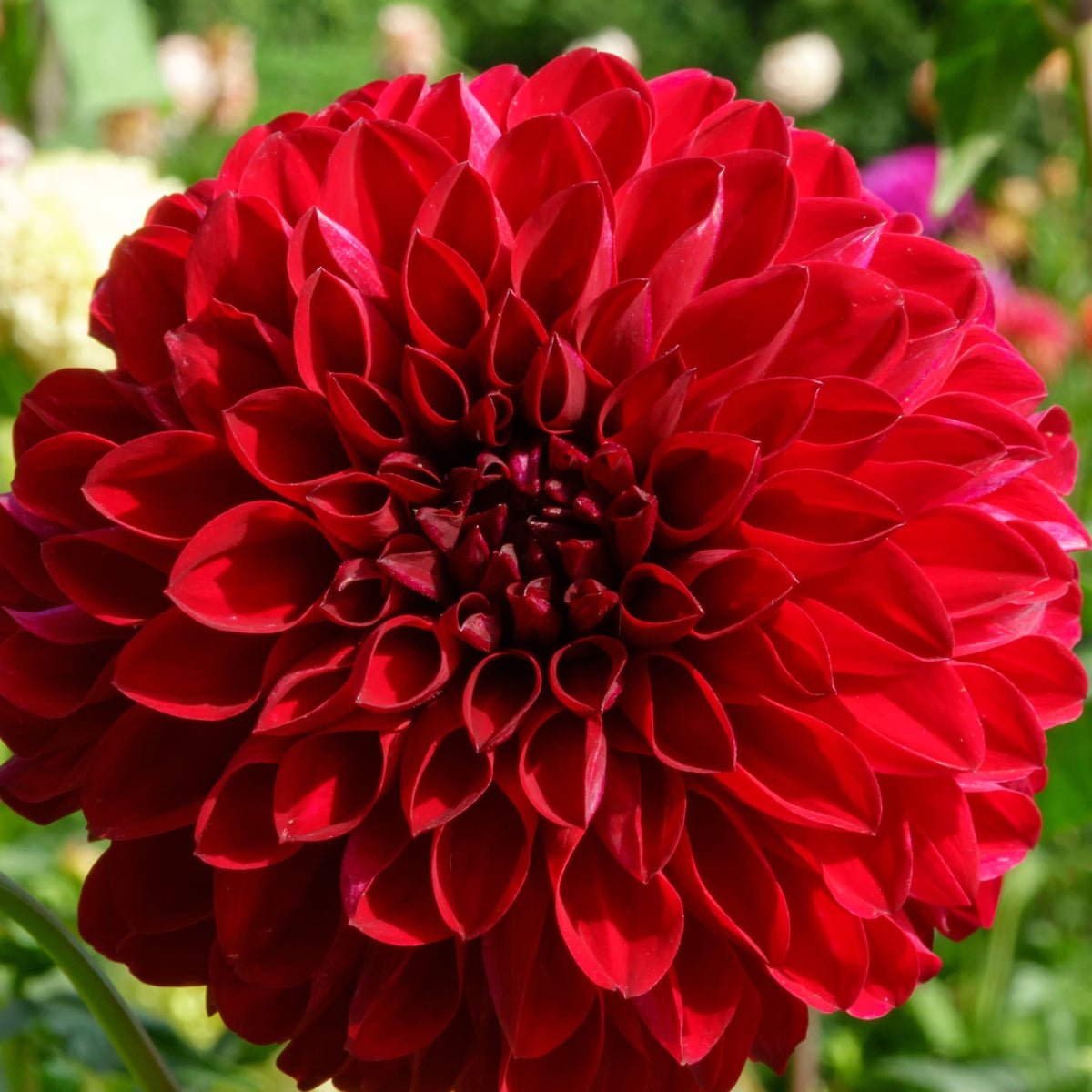 Dahlia ‘Dragon’s Blood’ | Deep Crimson Decorative Dahlia Tuber - Oldboy&
