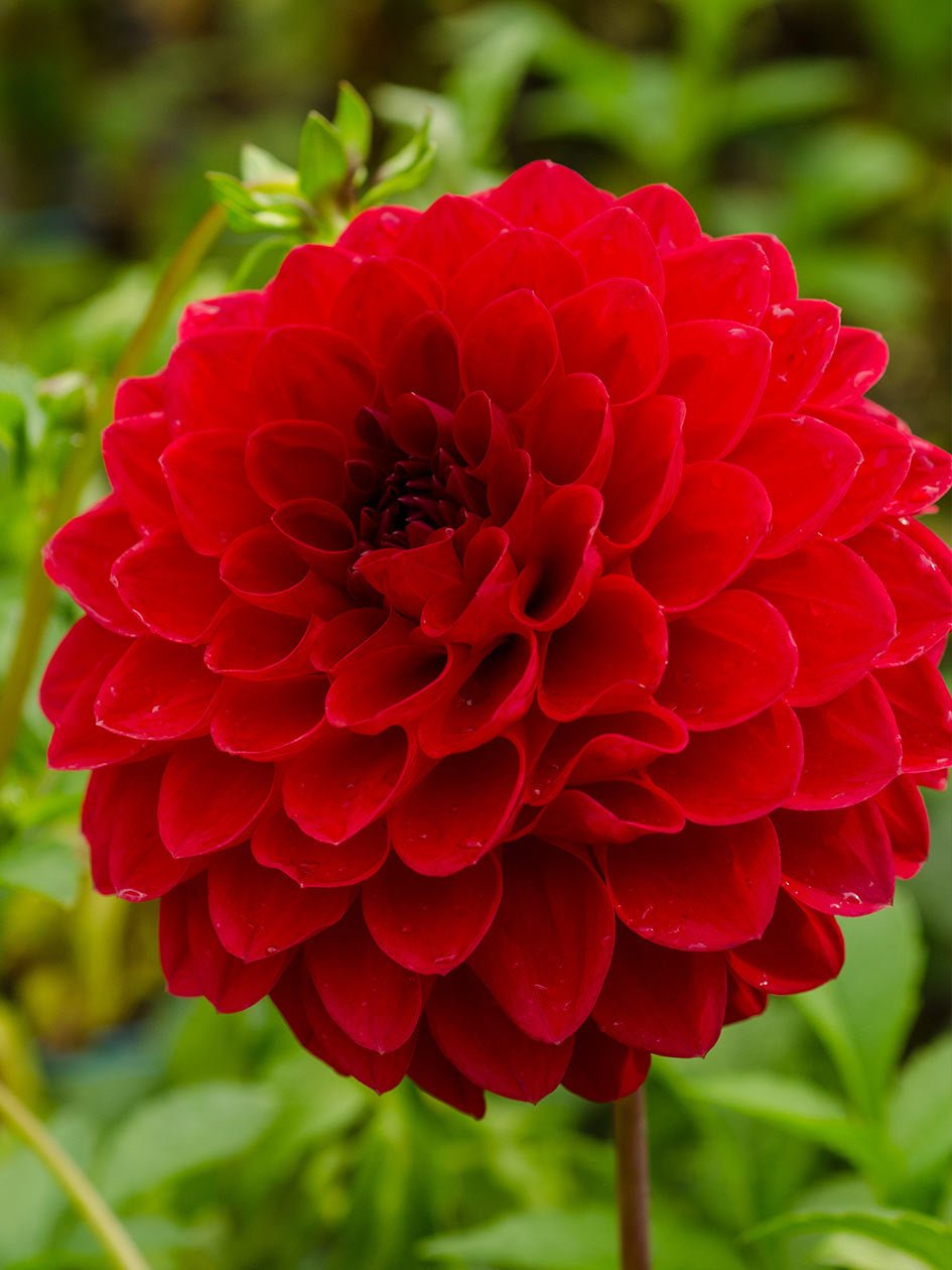 Dahlia ‘Dragon’s Blood’ – Deep Crimson Red Decorative Bloom - Oldboy&