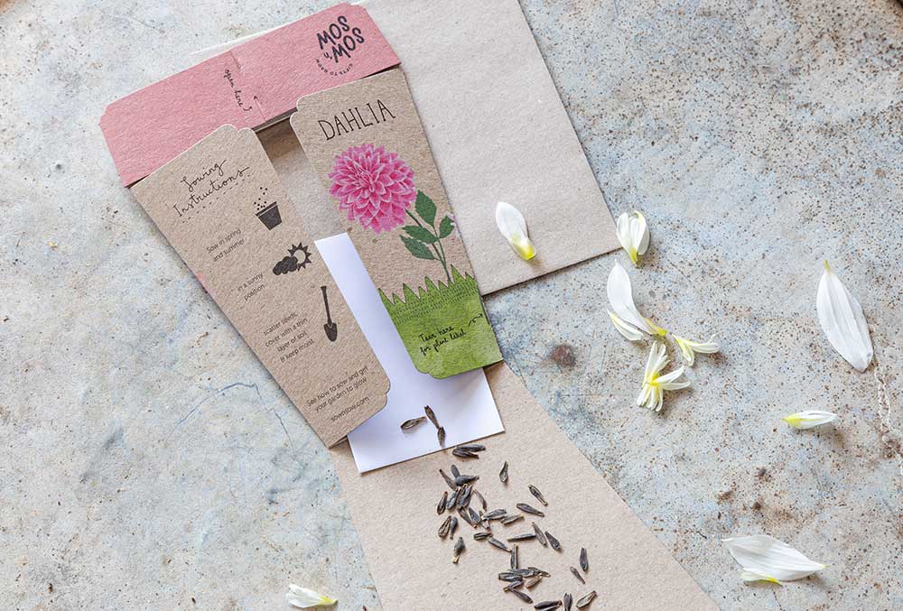 Dahlia Gift of Seeds - Oldboy&