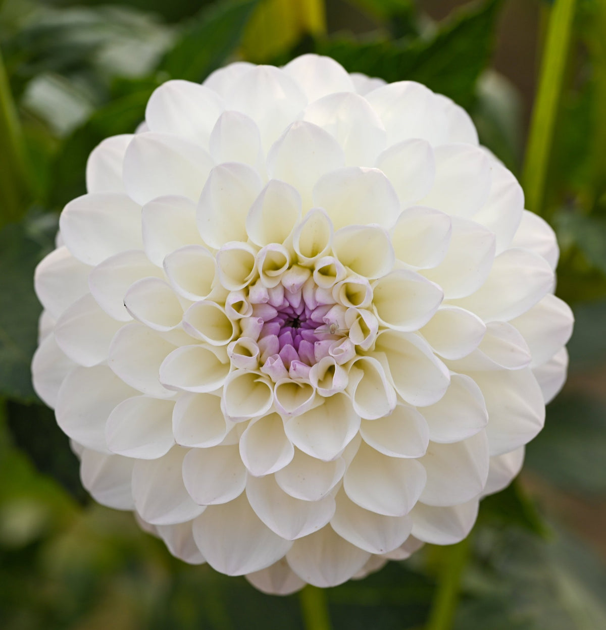 Dahlia ‘Make a Wish’ Tuber | White Ball Dahlia with Pink-Mauve Centre - Oldboy&