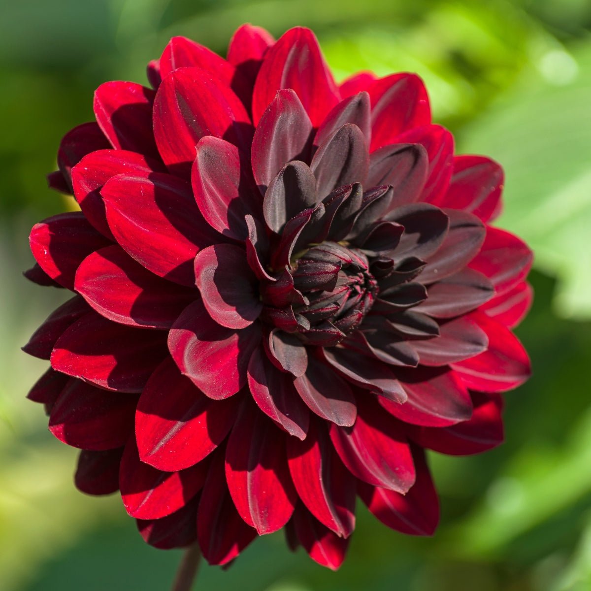 Dahlia ‘Nugget’ Tuber | Deep Burgundy Decorative Dahlia with Near-Black Centre - Oldboy&